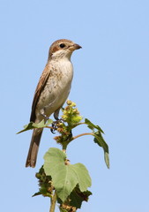 Red Backed Shrike, Lanius collurio