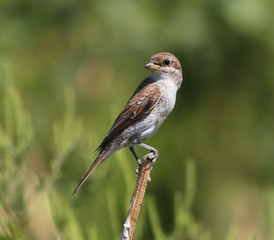Red Backed Shrike, Lanius collurio