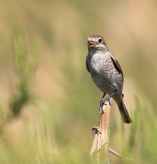 Red Backed Shrike, Lanius collurio