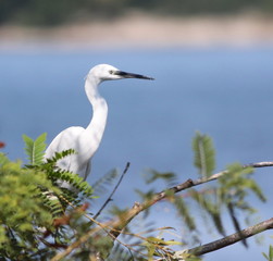Great White Heron on branch