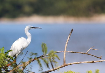 Great White Heron on branch