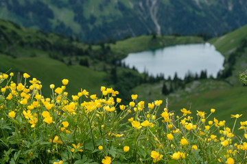 Fototapeta premium Gelbe Blüte der Trollblume (Trollius europaeus) im Gebirge