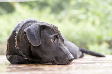 Black dogs lie on the floor and look forward to waiting.