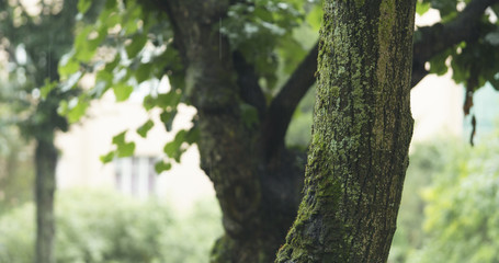 linden tree under summer rain closeup with blurred background