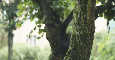 Obraz premium linden tree under summer rain closeup with blurred background