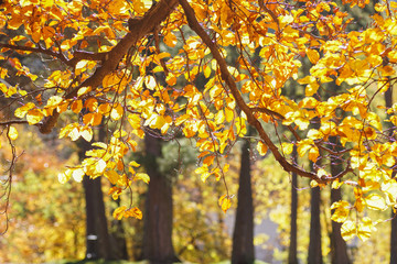 Herbstlicher Blätterwald