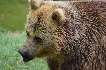 Obraz premium Bear face