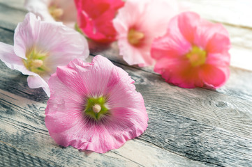 Hollyhock (mallow) flowers at sunlight. Romantic background. 