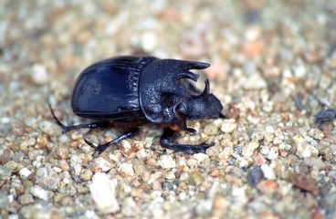 Rhino beetle, Kruger National Park, South African Republic