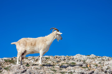 Wild mountain goat in a natural environment, on top of a mountain against a blue sky