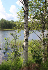 Fototapeta premium Typical Finnish nature fir woods near lake