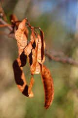 Cercis siliquastrum fruit, Valconca, Italy