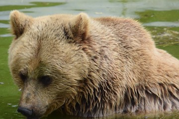 Bear