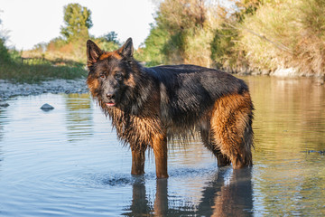 German sheperd on a trail in Valconca, Italy