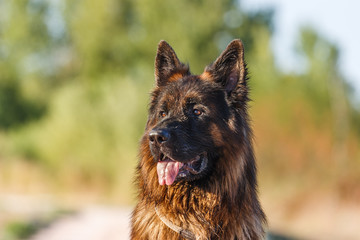 German sheperd on a trail in Valconca, Italy