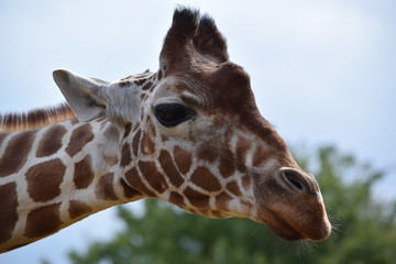 Giraffe portrait