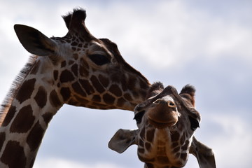 Giraffe mother and child