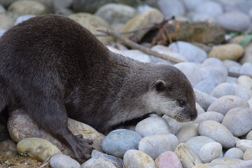 Otter's webbed foot