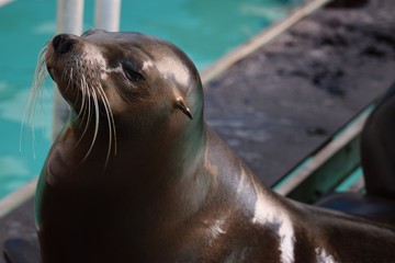 Obraz premium Sea lion