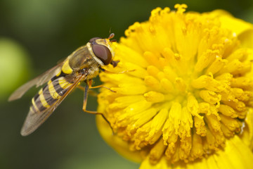 Hoverfly feeding on the stamen of a yellow daisy