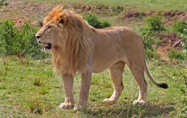 Full frame of a golden male lion in South Luangwa, Zambia