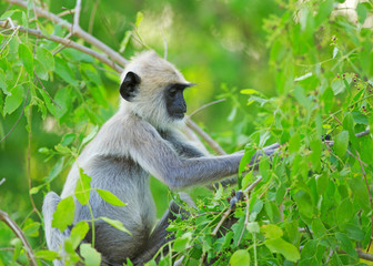 Side view of a langur monkey picking at a vibrant green bush