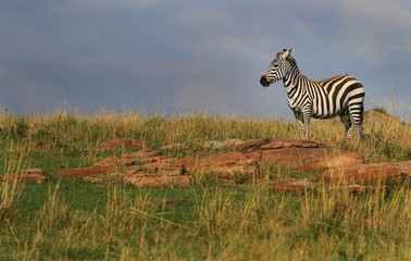 Fototapeta na wymiar Solitary Zebra standing on the brow of a hill in Palmwag, Namibia