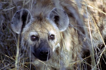 Spotted hyena, Kruger National Park, South African Republic