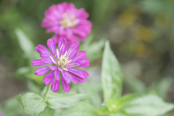 Obraz premium Zinnia pink bloom On blurred background
