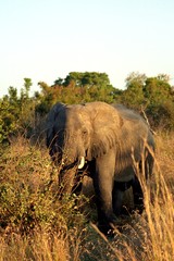 African elephant, Kruger National Park, South African Republic