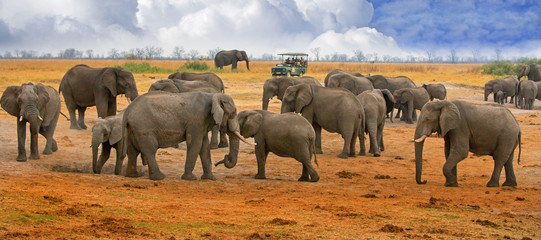 Large herd of elephants on the Hwange Plains with a tourist truck in the background - obrazy, fototapety, plakaty