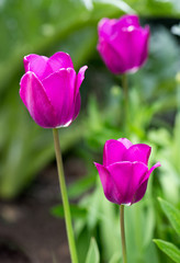 Vibrant mauve tulips growing in a flowerbed - Wisley, England