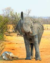 Fototapeta premium African Elephant with trunk elevated as if smelling the air, Hwange