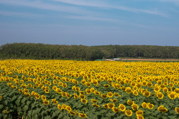 Obraz premium Sunflower in garden.