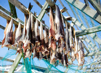 Fish drying in Tromsø