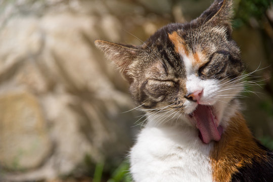 Close up view of a cat's head, cat licking herself. Photo taken in the garden during the summer day. Rijeka, Croatia.