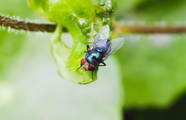 Closeup Single Black  Housefly on the green leaf