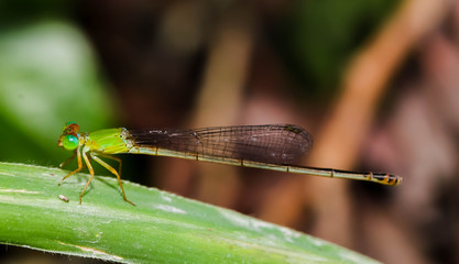 Green Dragonfly on a grass on the green leaf