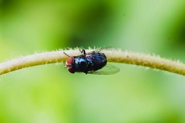 Single Black  Housefly on the green leaf