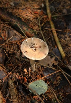 Gymnopus peronatus/ This is inedible mushroom - gymnopus peronatus.
