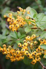 Bacche gialle e foglie verdi di Pyracantha. Fuoco selettivo.