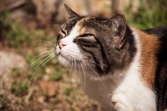Close up view of a cat's head, scratching her neck with a paw..Photo taken in the garden during the summer day. Rijeka, Croatia.