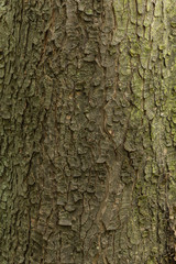 Baumrinde