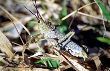 Grasshopper, Ben Lavin Nature Reserve, South African Republic