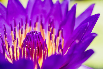 Purple lotus with purple and yellow pollen.