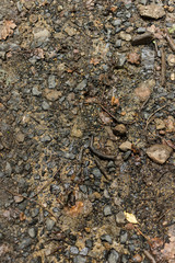 steiniger Boden auf nassem Waldweg