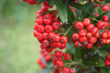 Bacche rosse e foglie verdi di Pyracantha. Fuoco selettivo.