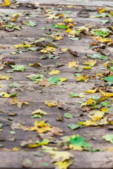 Fall leaves on wood, garden decoration