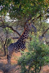 South African giraffe, Zanzibar, South African Republic