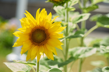 Fleur de tournesol .